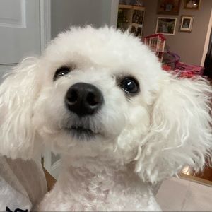 Meet your Posher, Janet